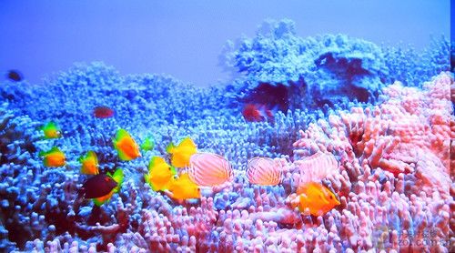 ߴ(bio)(zhn)(yn) 2010{(ln)C(j)Mu 
